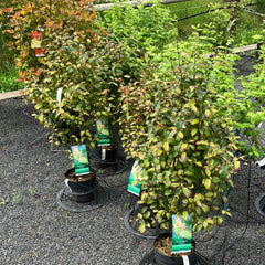 Eisenholzbaum