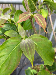 Japanischer Blumen-Hartriegel 'Schmetterling'
