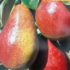 Birne 'Gute Luise'