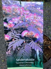 Seidenakazie 'Summer Chocolate'