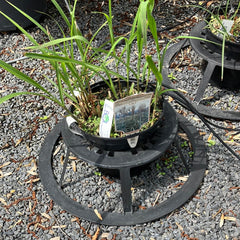 Chinaschilf 'Malepartus'