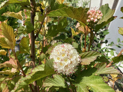 Blasenspiere 'Amber Jubilee'