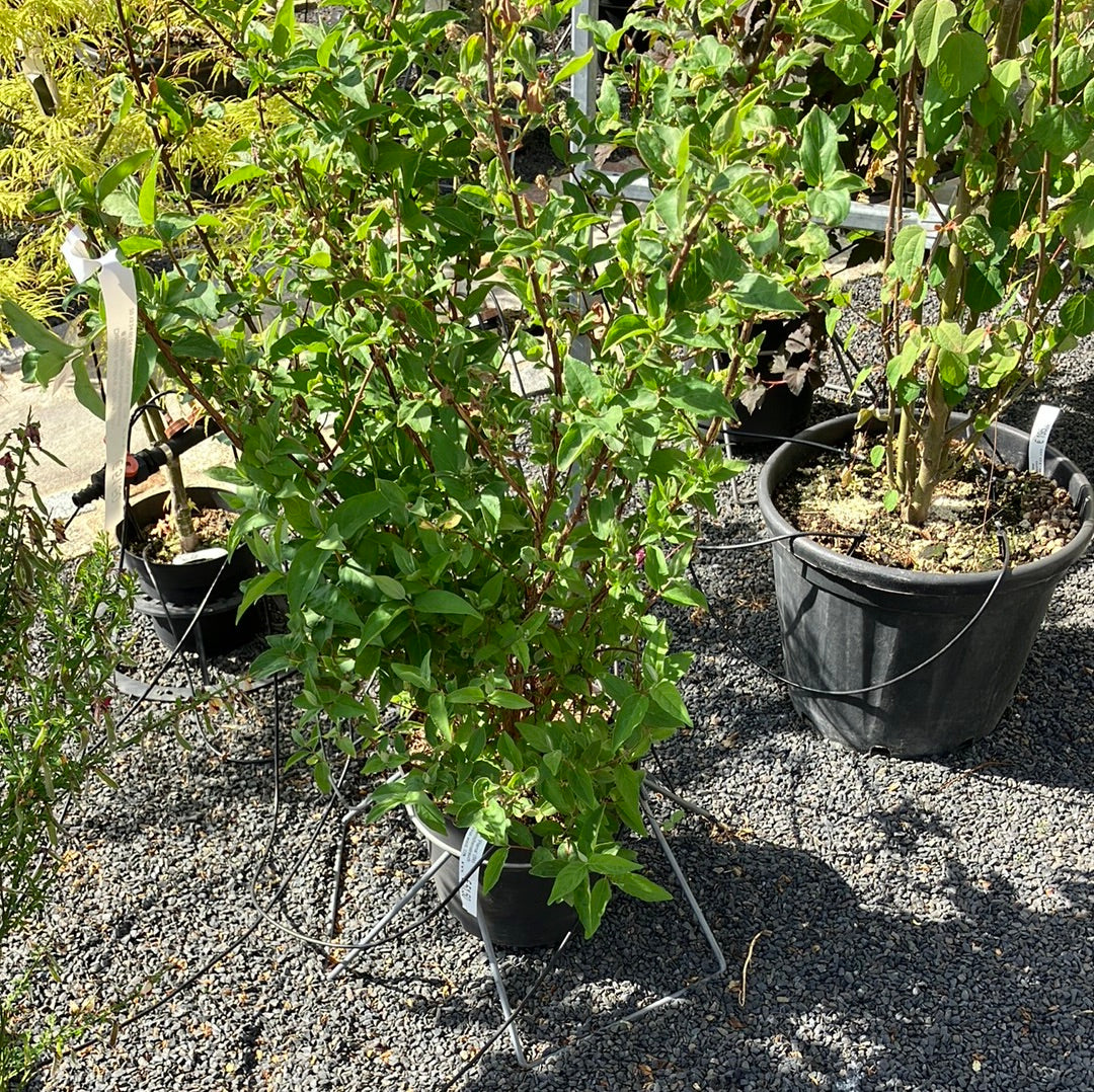 Hoher Sternchenstrauch Deutzia Scabra Plena