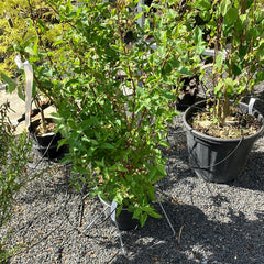Hoher Sternchenstrauch Deutzia Scabra Plena