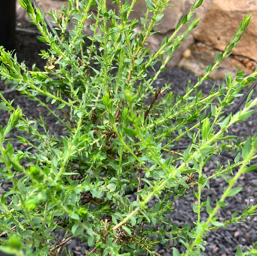 Ginster 'Deutscher Ginster'