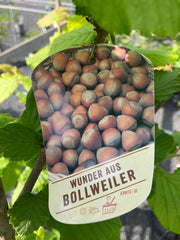 Haselnuss 'Wunder aus Bollweiler'