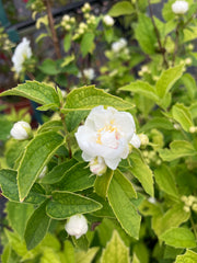 Gartenjasmin Philadelphus 'Snowgoose'