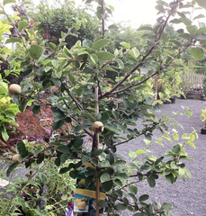 Apfelquitte 'Konstantinopler Apfelquitte'