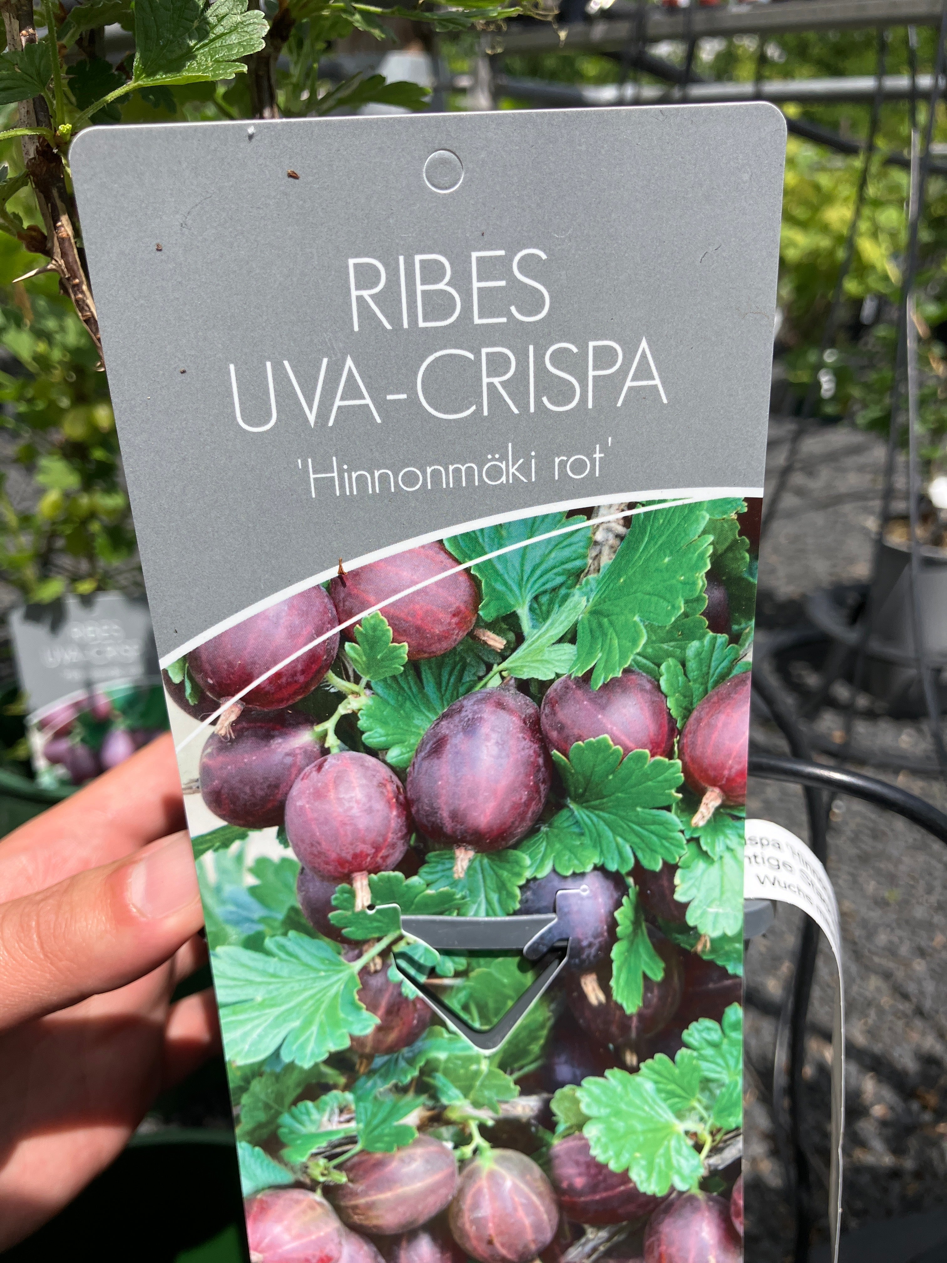 Stachelbeere 'Hinnonmäki rot'
