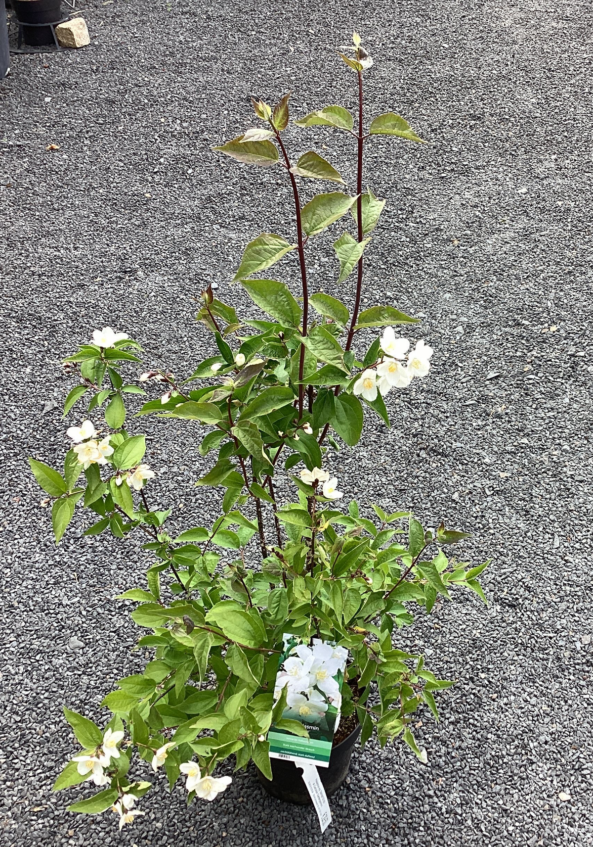 Gefüllter Gartenjasmin 'Starbright' ®