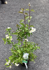 Gefüllter Gartenjasmin 'Starbright' ®