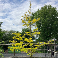 Gold Gleditsche 'Sunburst'