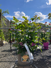 Strauchrose 'Circle of Life®'