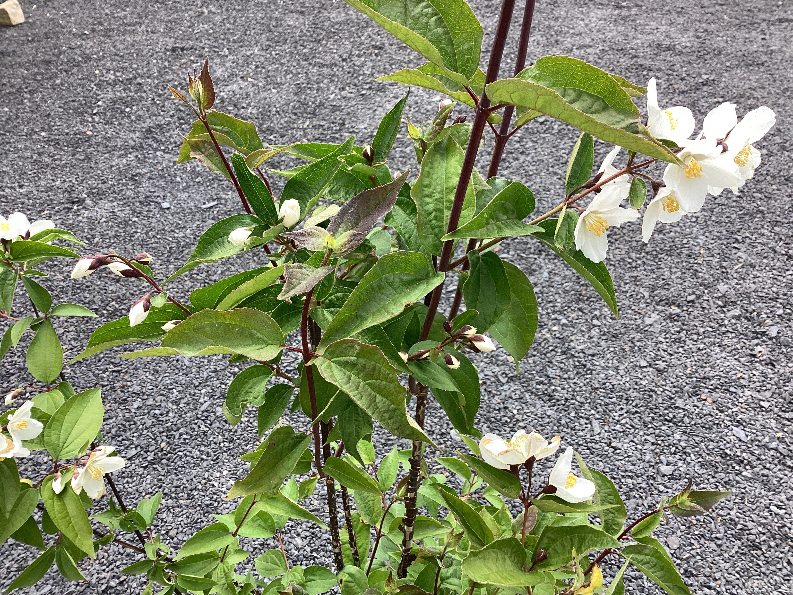 Gefüllter Gartenjasmin 'Starbright' ®