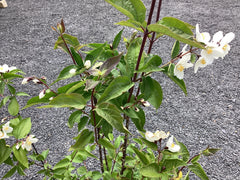 Gefüllter Gartenjasmin 'Starbright' ®