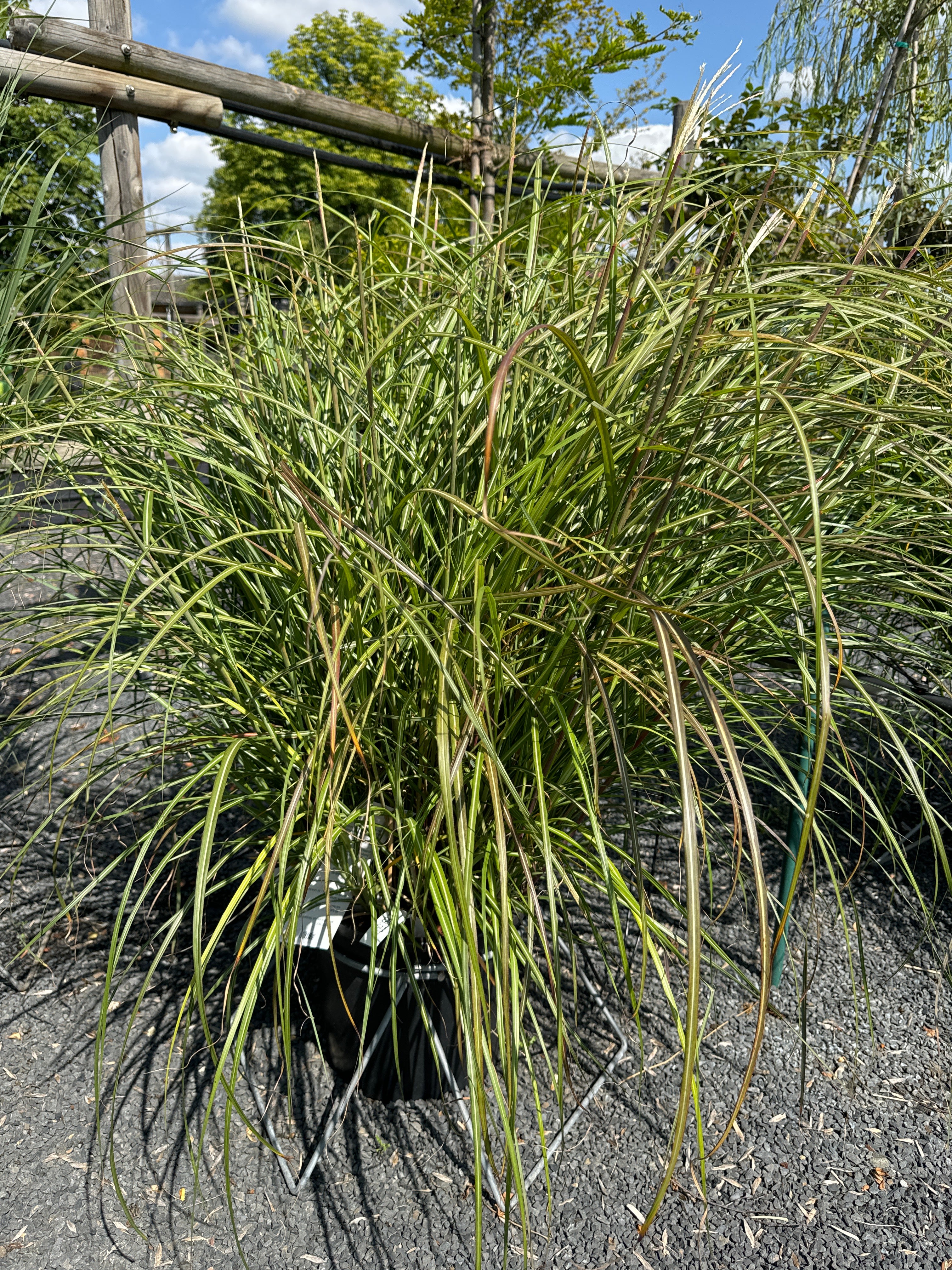 Chinaschilf 'Hermann Müssel'