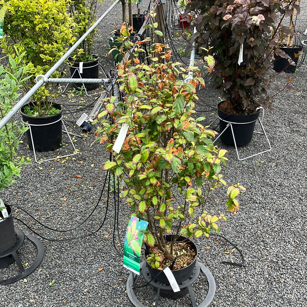Eisenholzbaum