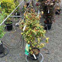 Eisenholzbaum