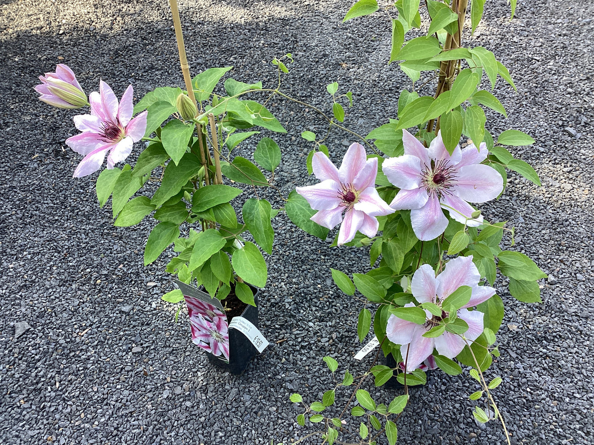Clematis 'Capitaine Thuilleaux'