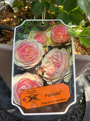 Beetrose 'Pastella'