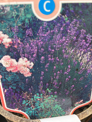 Lavendel 'Munstead'