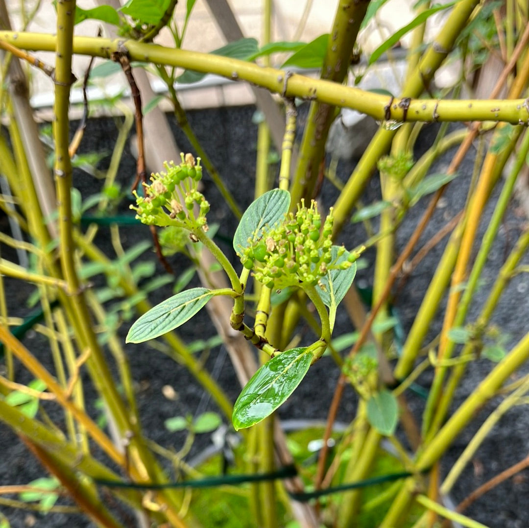 Gelbholz Hartriegel 'Buds yellow'