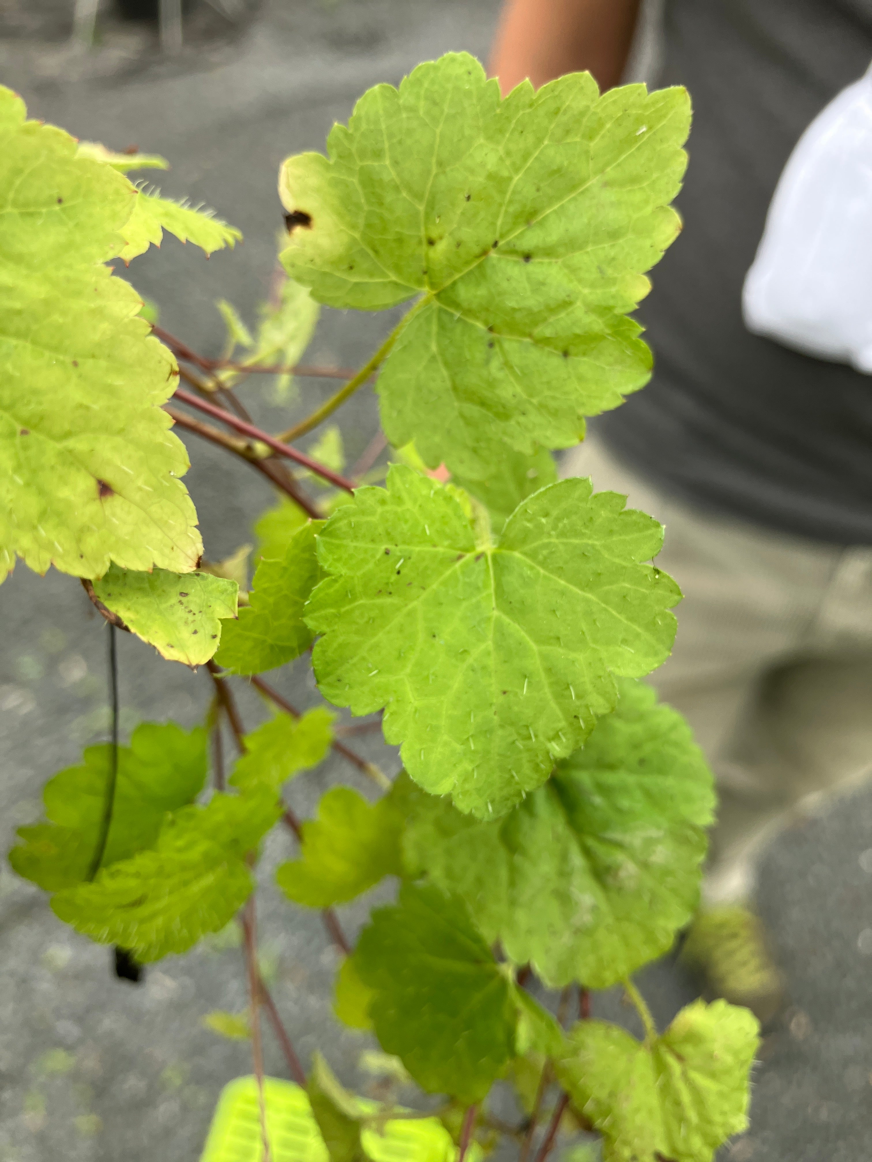 Schaumblüte 'Moorgrün'