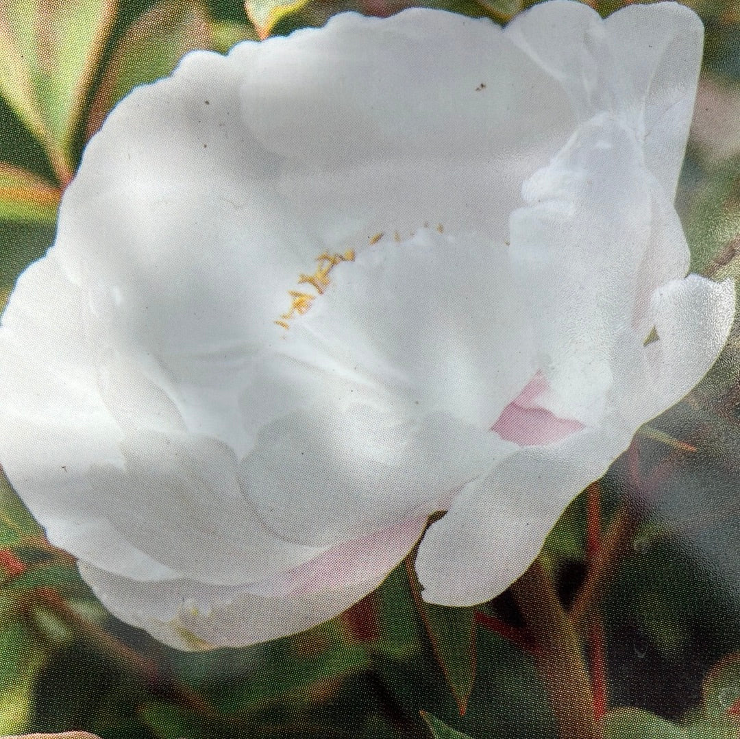 Edel-Pfingstrose 'White'