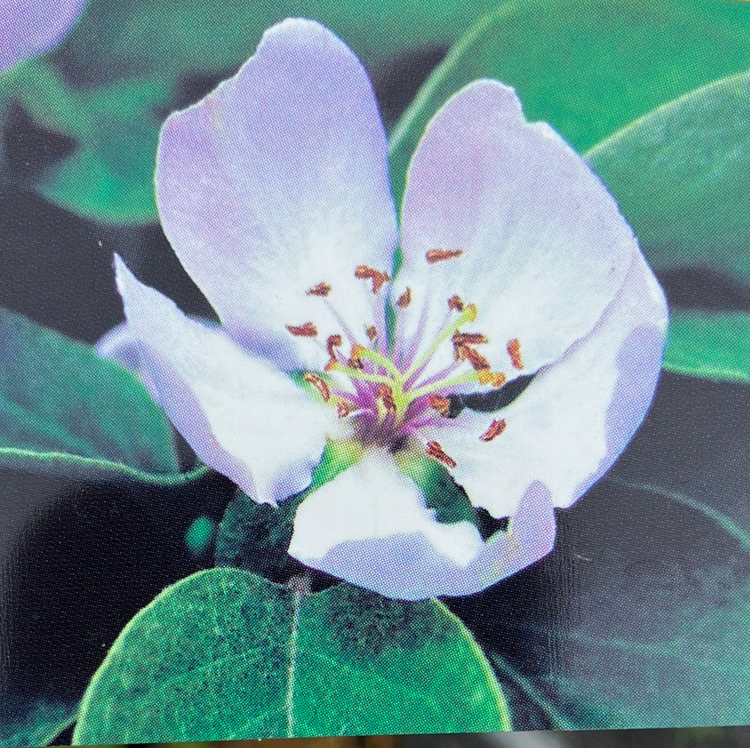 Apfelquitte 'Konstantinopler Apfelquitte'