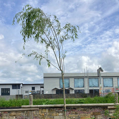Babylonische Trauerweide 'Pendula'