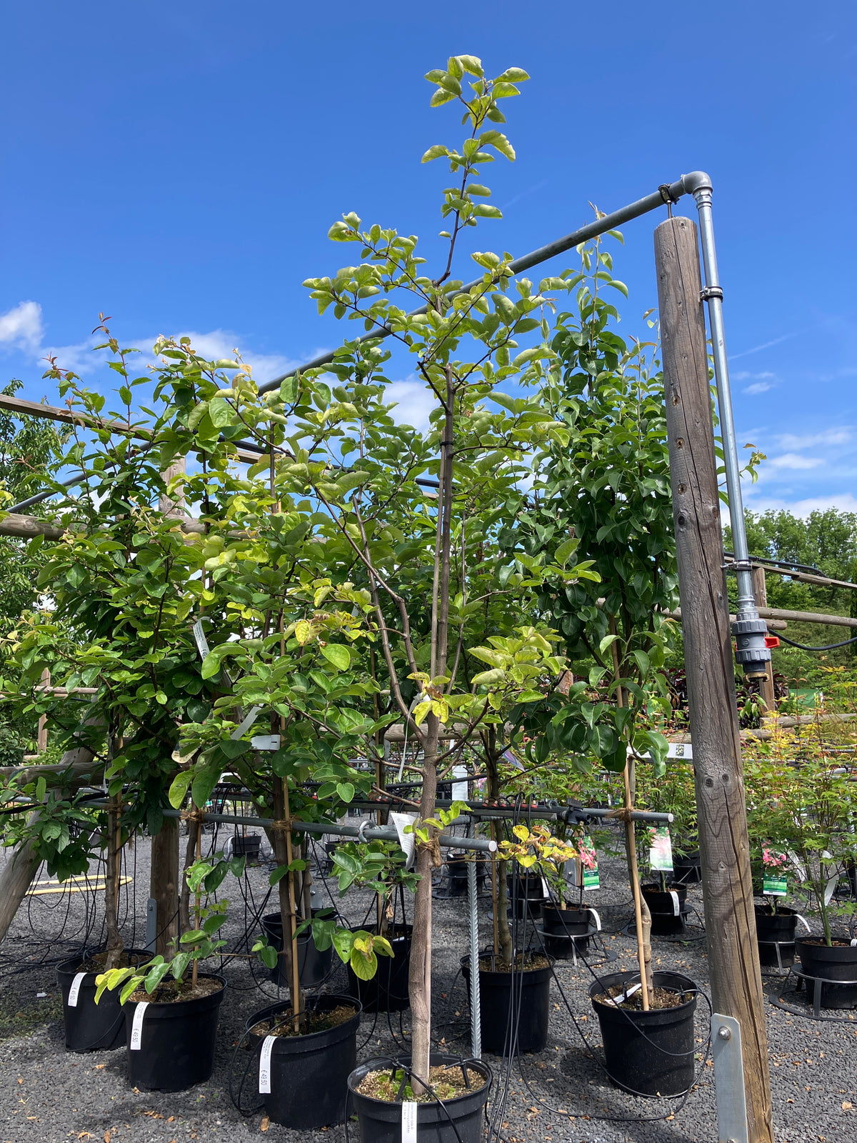 Birnenquitte 'Cydora Robusta'