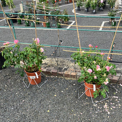 Strauchrose 'Eustacia Vye®'