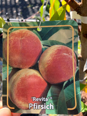Pfirsich 'Revita'