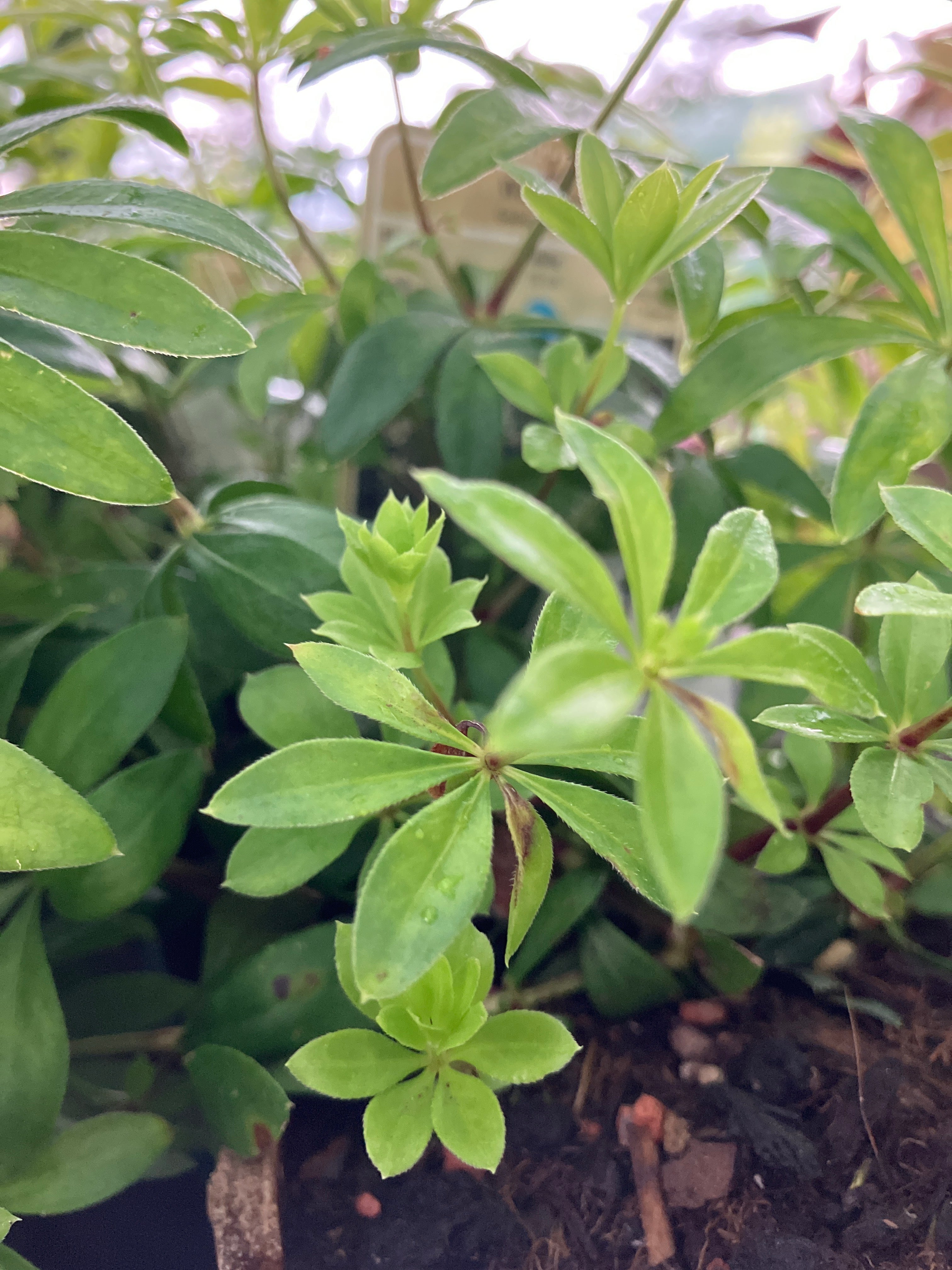 Waldmeister