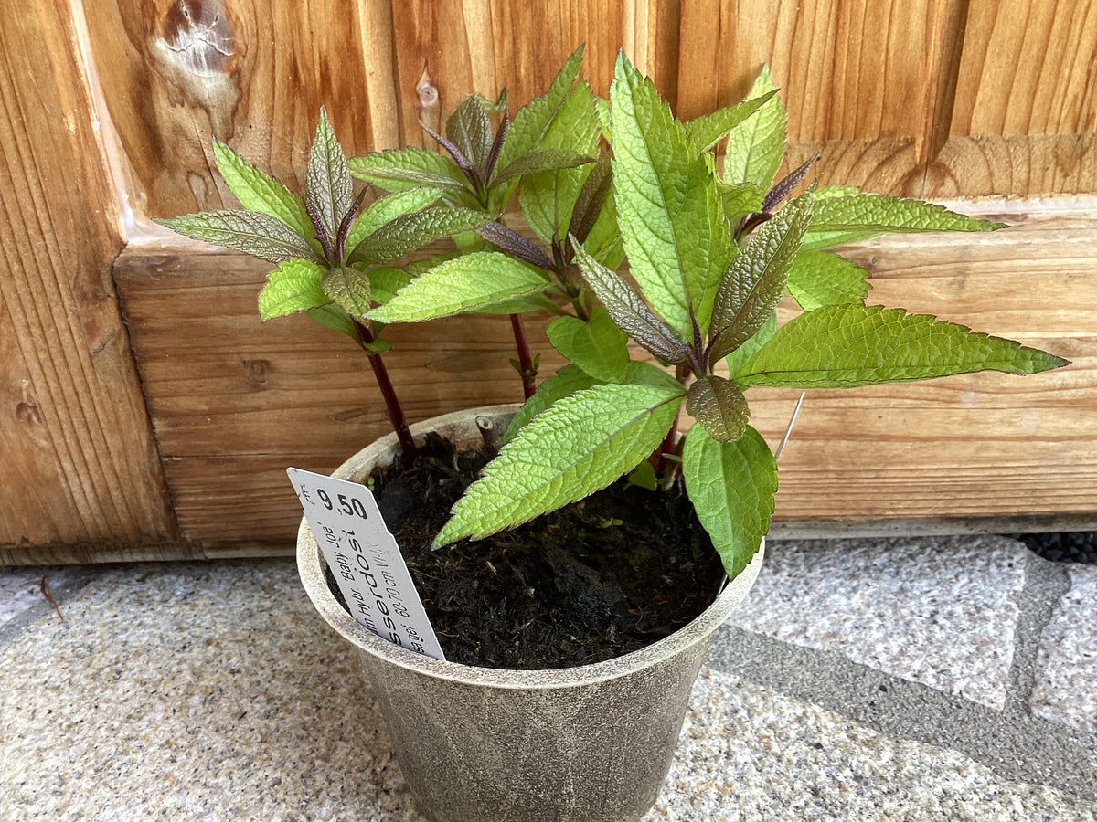 Wasserdost 'Baby Joe' - Eupatorium
