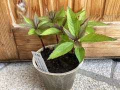 Wasserdost 'Baby Joe' - Eupatorium