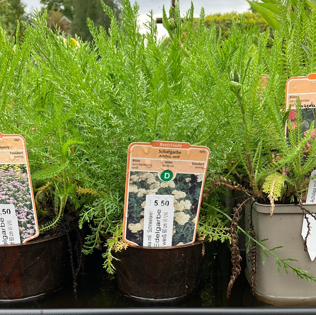 Schafgarbe 'Schneetaler' – meinwoody.de Schafgarbe 'Schneetaler' – meinwoody.de