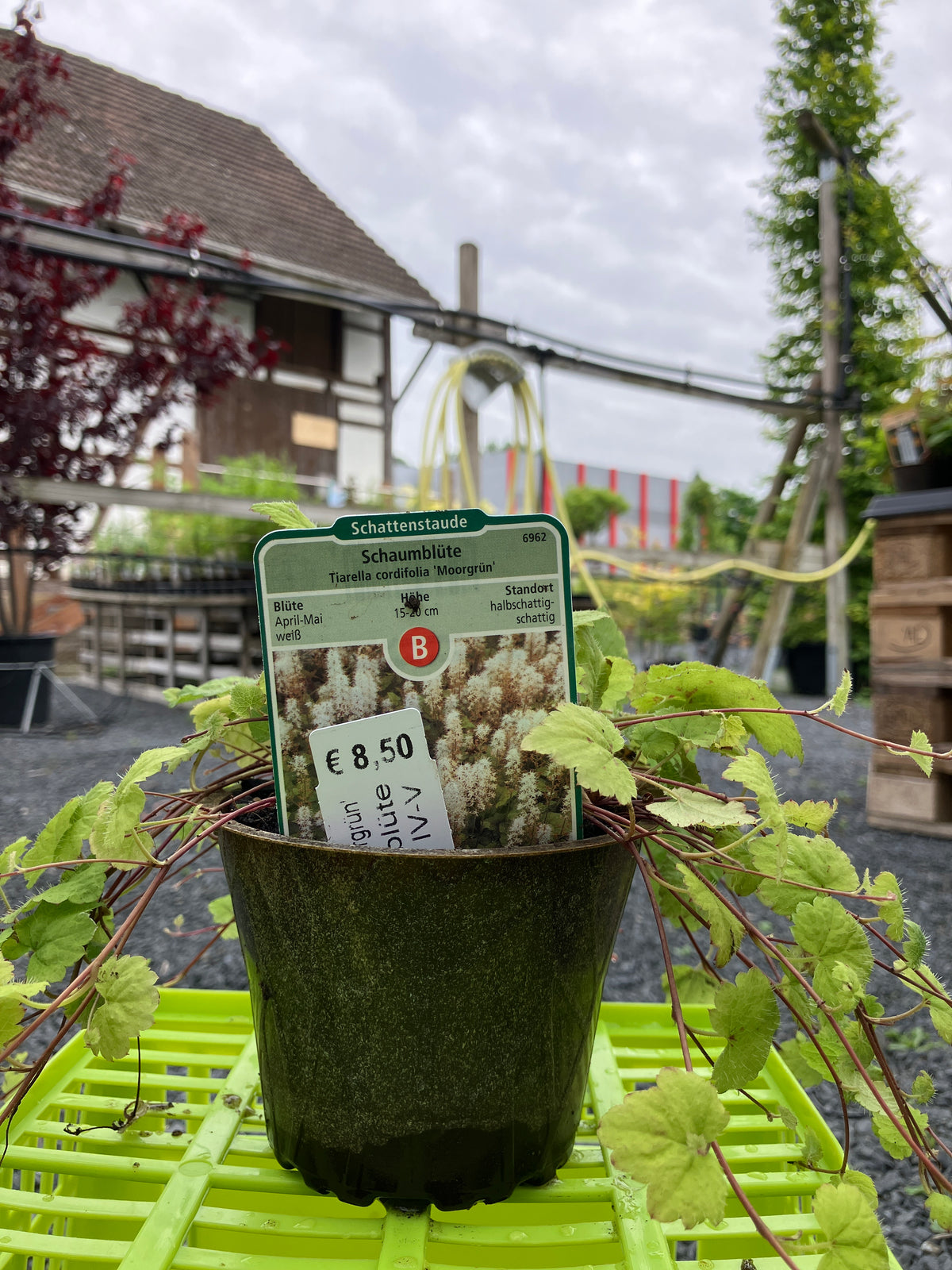 Schaumblüte 'Moorgrün'