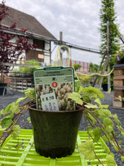 Schaumblüte 'Moorgrün'