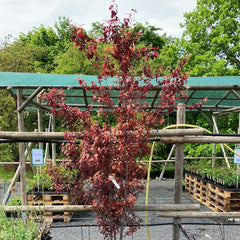 Blutpflaume 'Nigra'