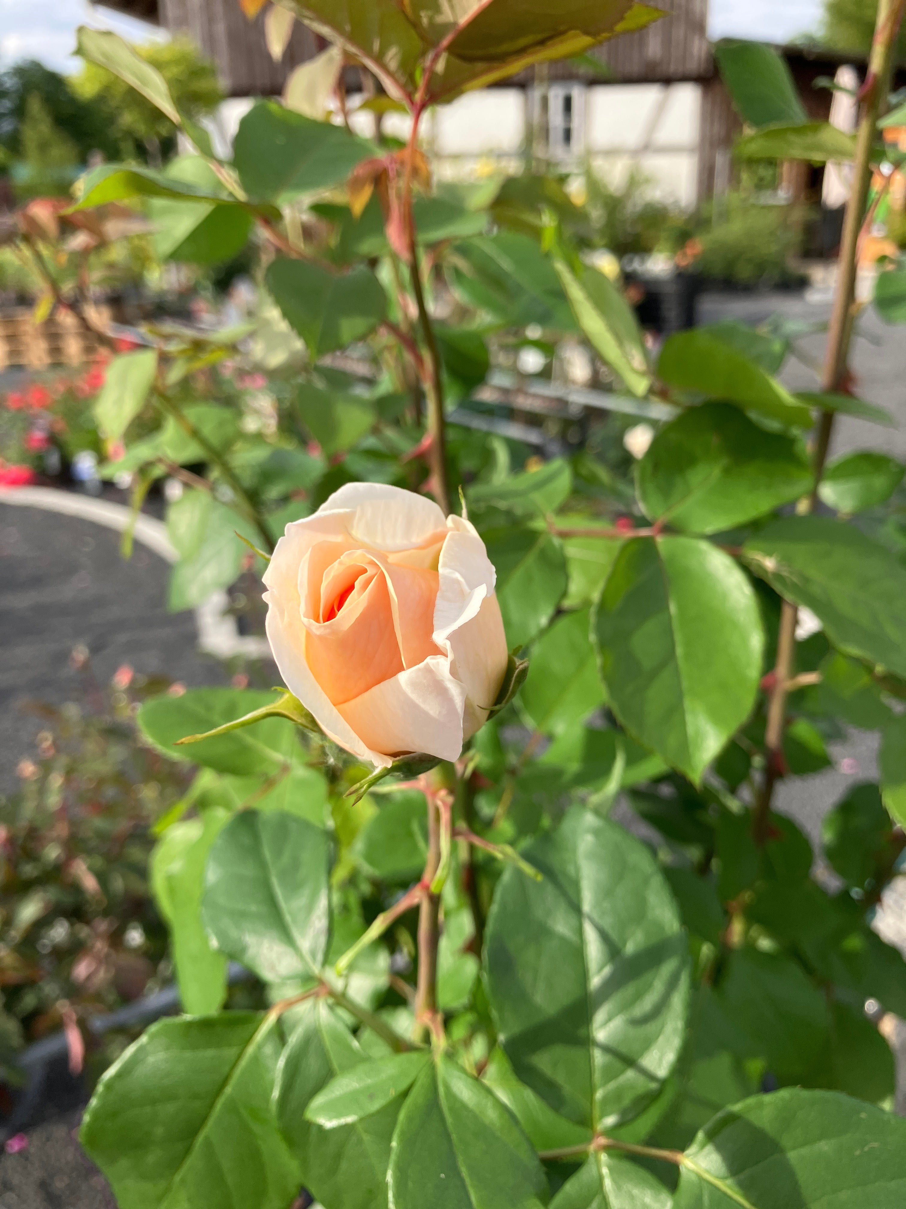 Edelrose 'Courage' Hochstamm