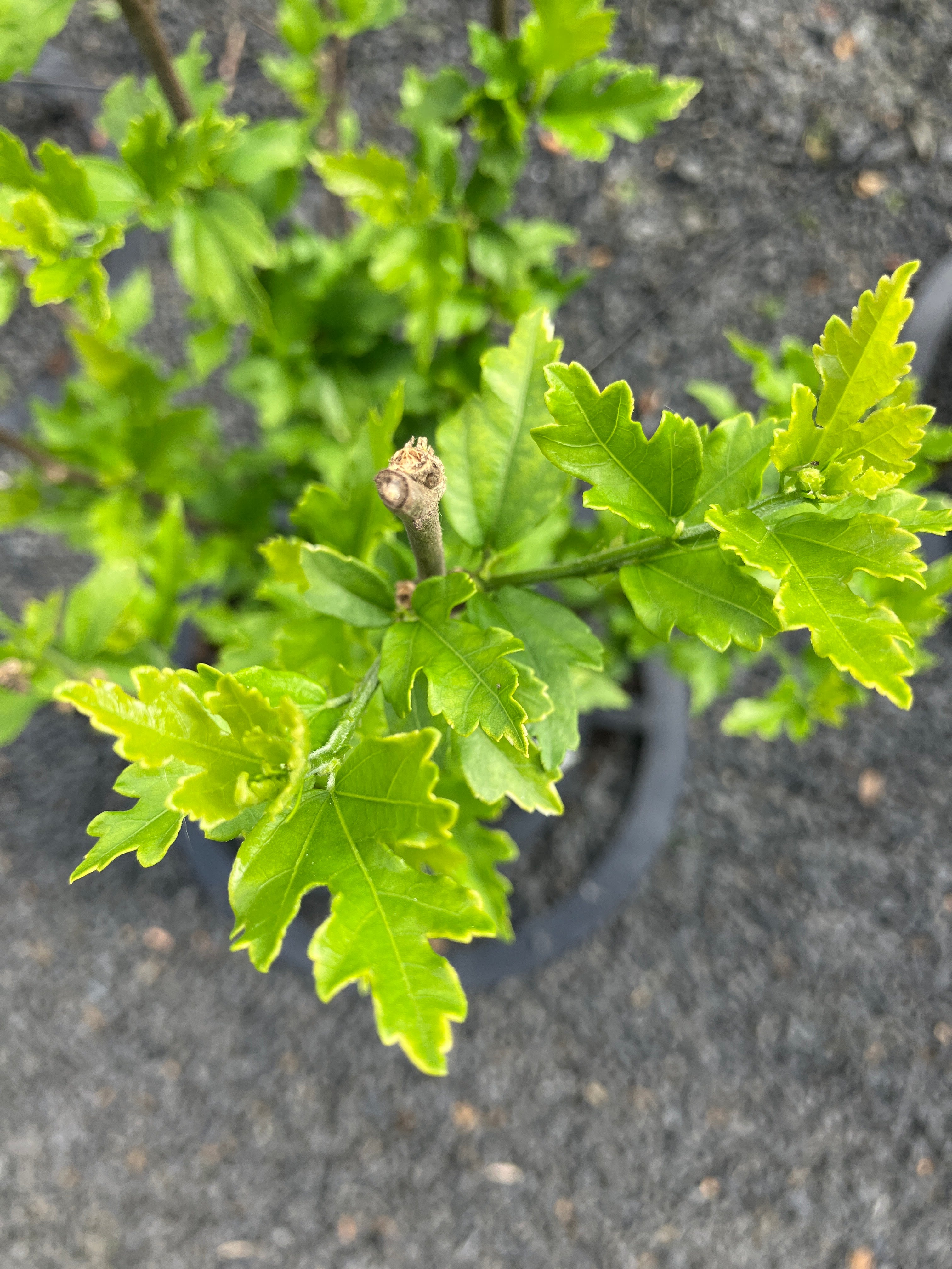 Garteneibisch 'Red Heart'