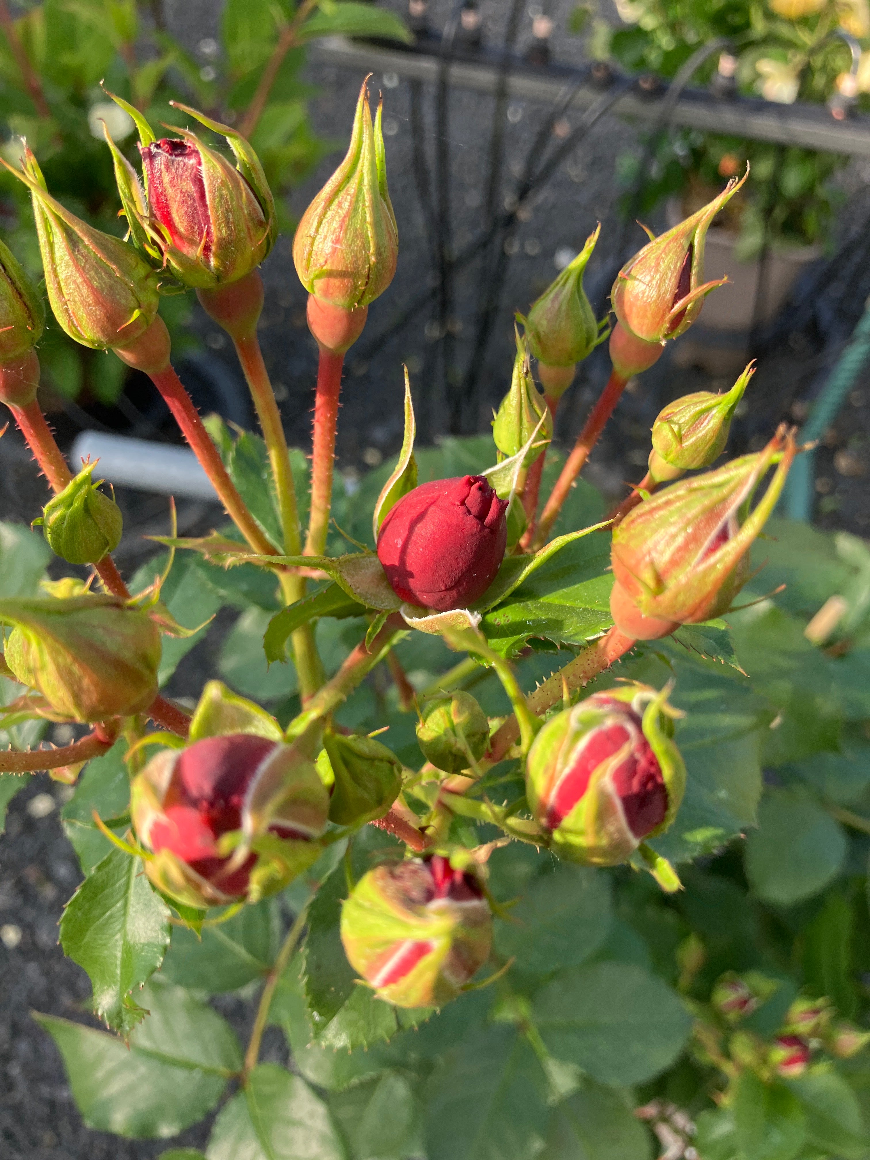 Beetrose 'Manora®'