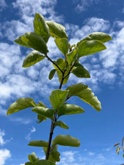 Birnenquitte 'Cydora Robusta'