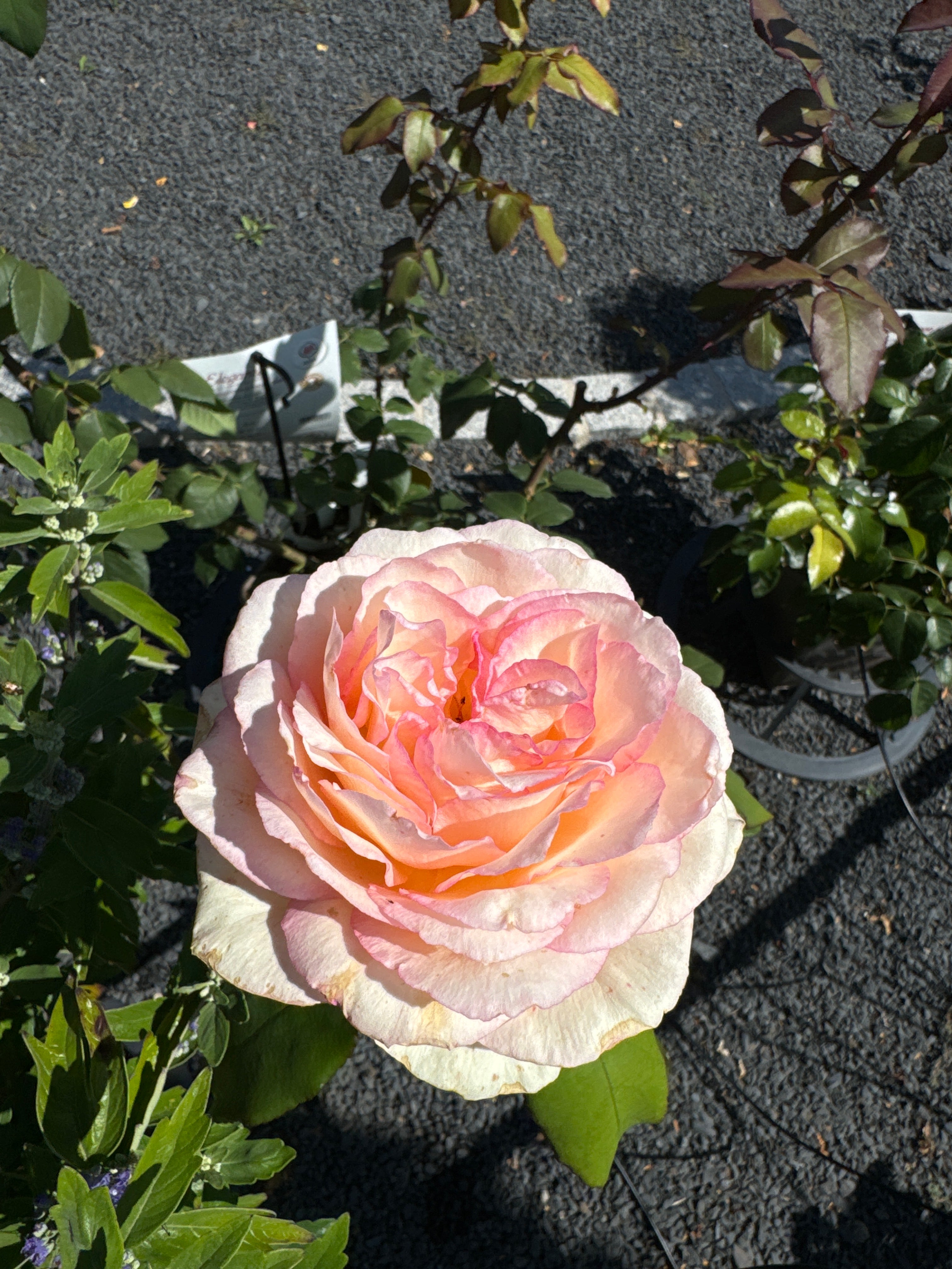 Edelrose 'Souvenir® de Baden-Baden'