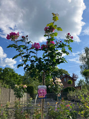 Strauchrose 'Global Water®' Hochstamm