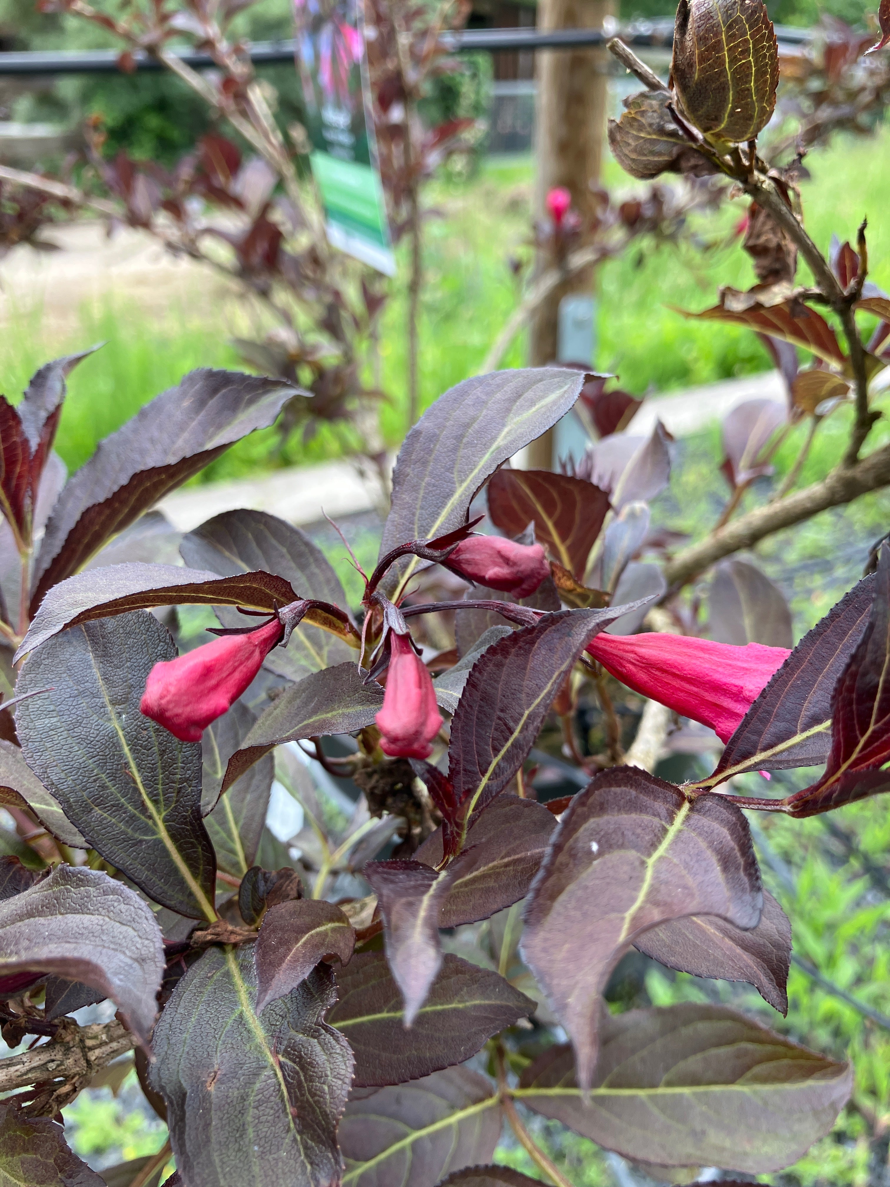 Weigelie 'Wine and Roses'