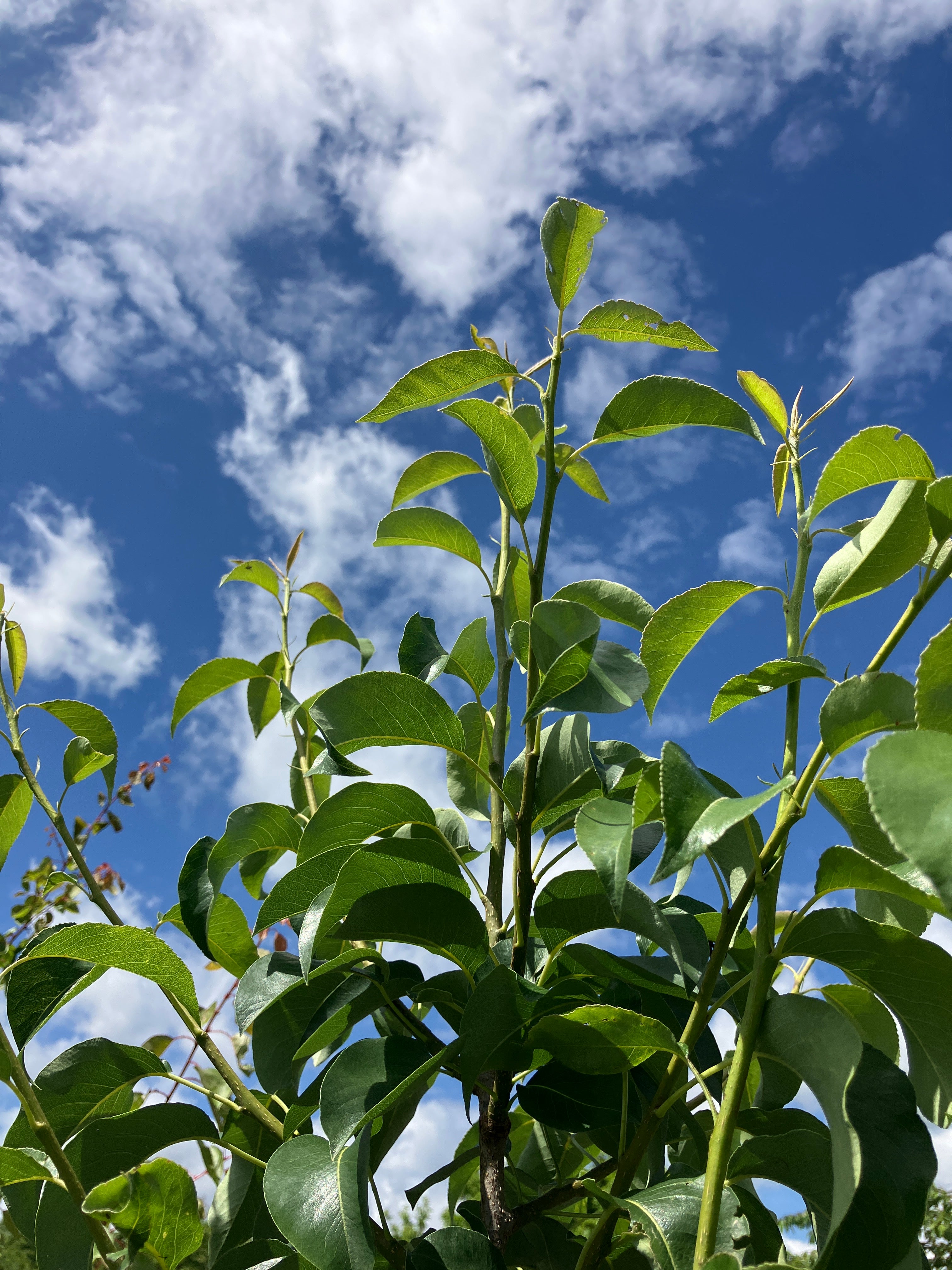 Säulenbirne 'Condora'