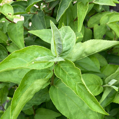 Hoher Sternchenstrauch Deutzia Scabra Plena