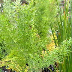 Fenchel